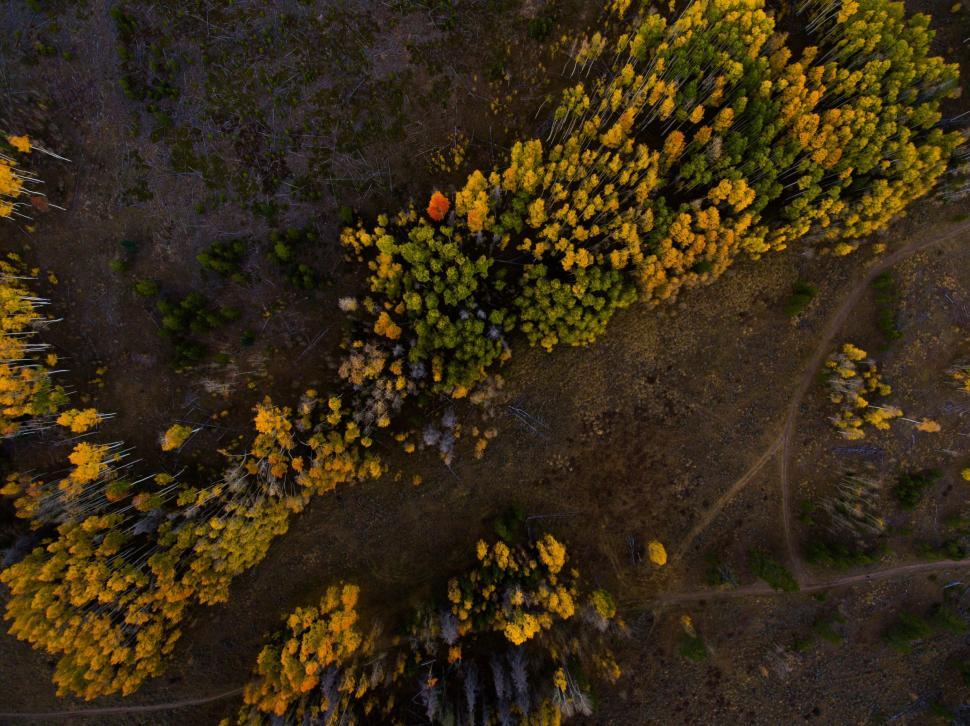 Free Image of Aerial View of Forest With Yellow Flowers 