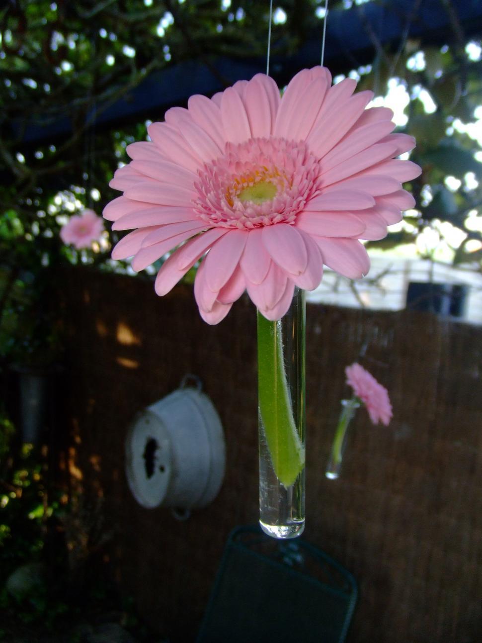Free Image of the pink flower 