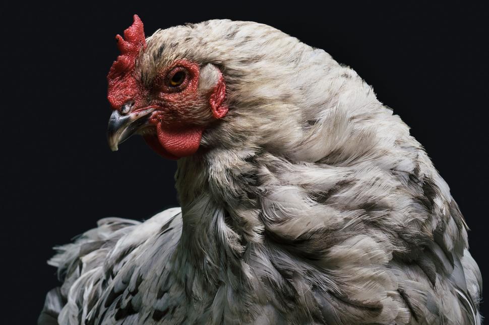 Free Image of Close Up of a Chicken on a Black Background 