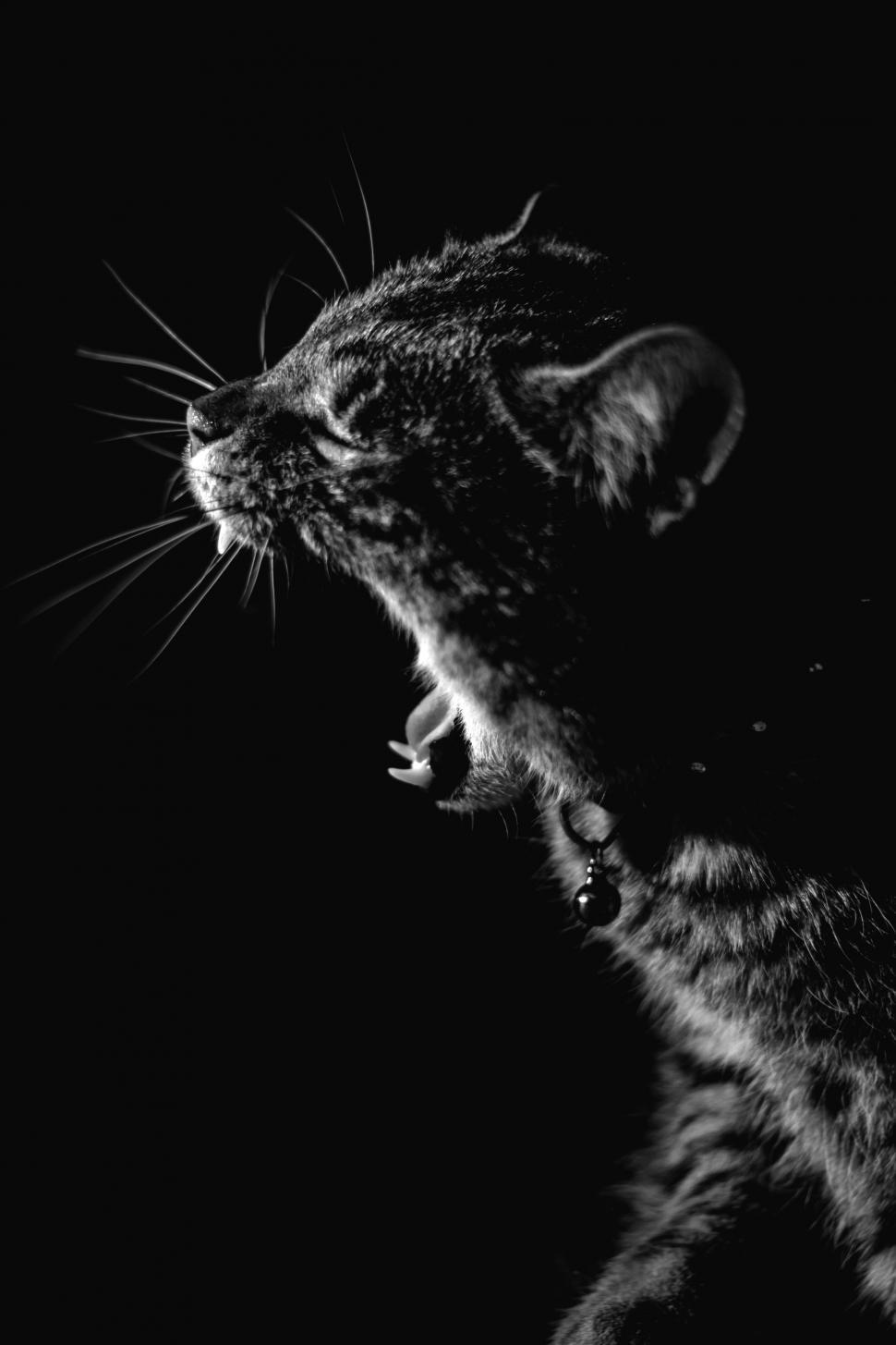 Free Image of Black and White Photo of a Cat Yawning 