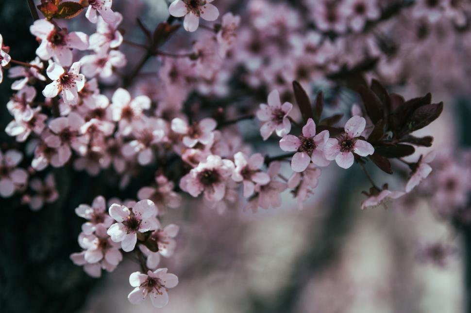 Free Image of Cluster of Flowers on Tree Branch 