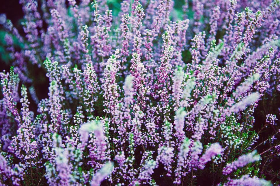 Free Image of Close Up of Purple Flowers 