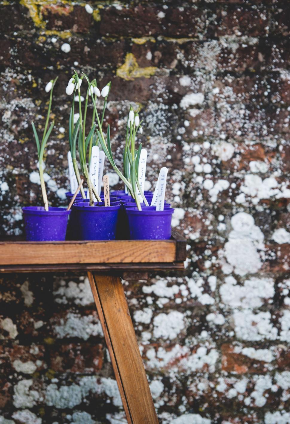 Free Image of Wooden Table With Purple Cups of Flowers 