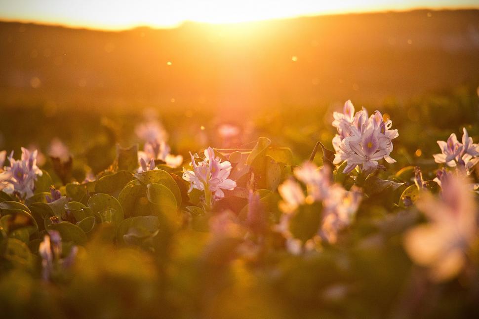 Free Image of Field of White Flowers Under the Sun 