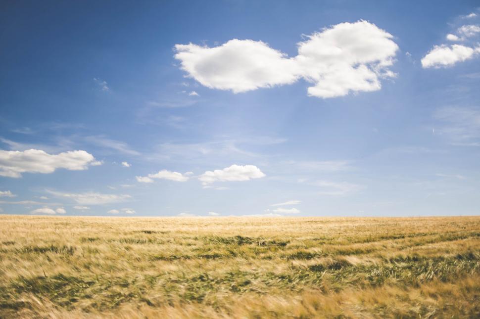 Free Image of Wheat Field Under Blue Sky With Clouds 