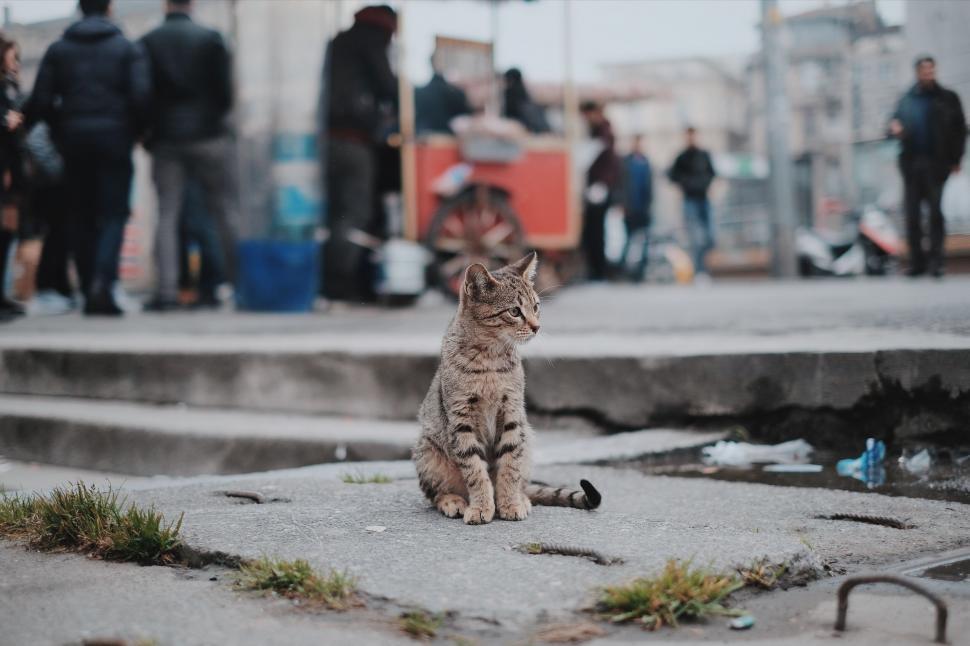Free Image of A Cat Sitting in Front of People 