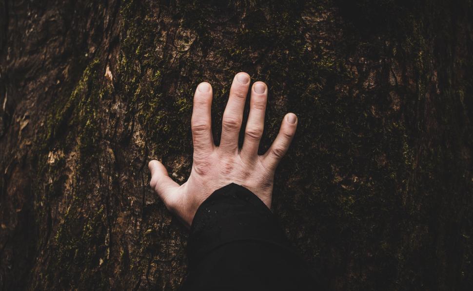 Free Image of Hand Resting on Tree Trunk 