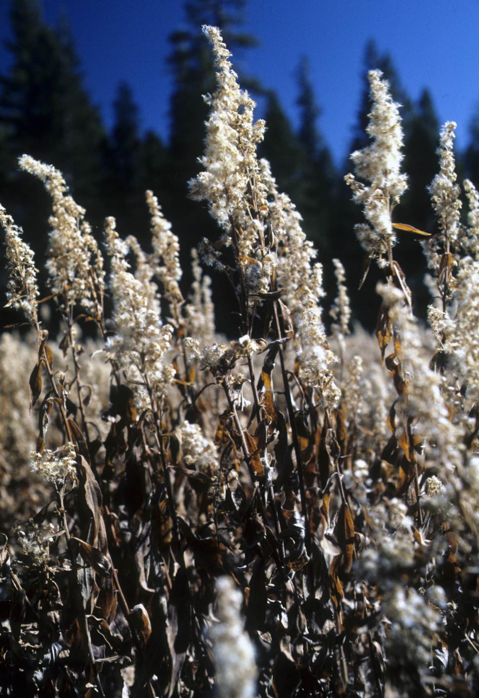 Free Image of dried plants 