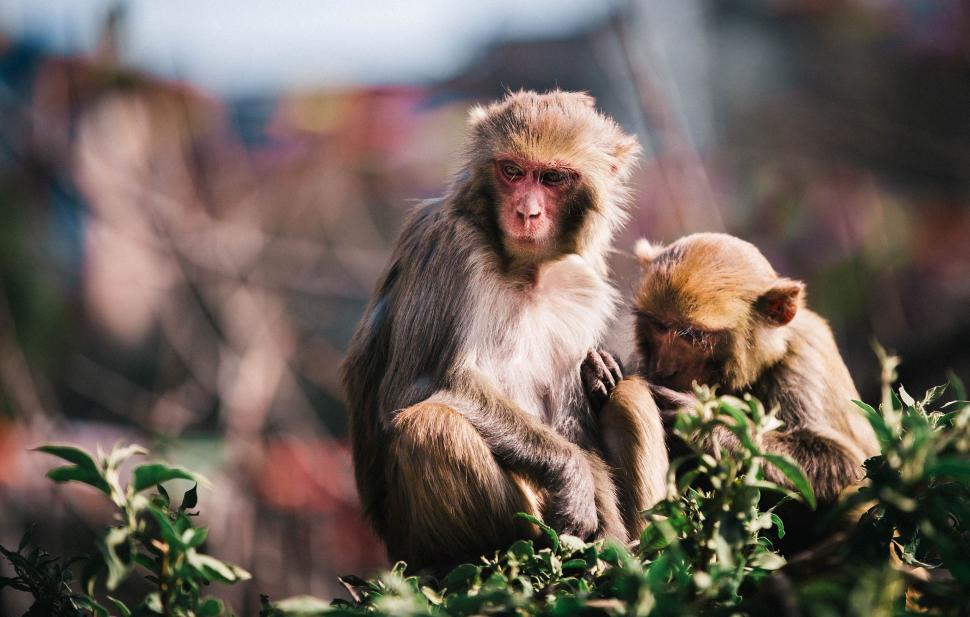 Free Image of Monkeys Sitting on Top of Lush Green Field 