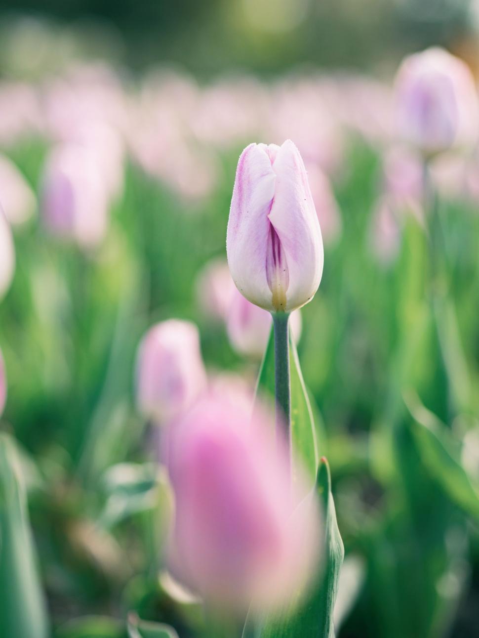 Free Image of Field of Pink Tulips With Green Leaves 