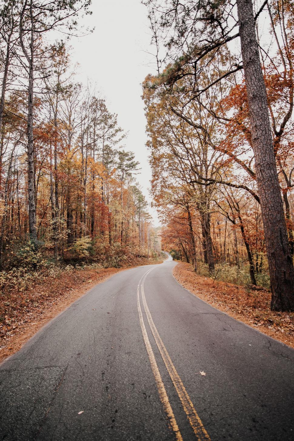 Free Image of Empty Road Cutting Through Forest 