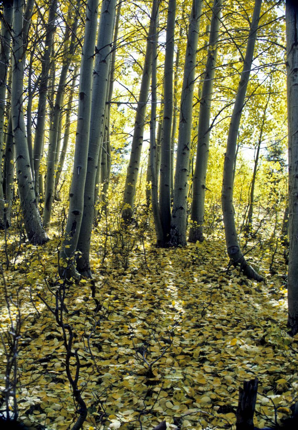 Free Image of aspen forest with fallen leaves 