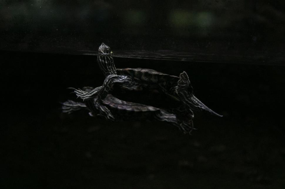 Free Image of Lizard Crawling in the Dark 