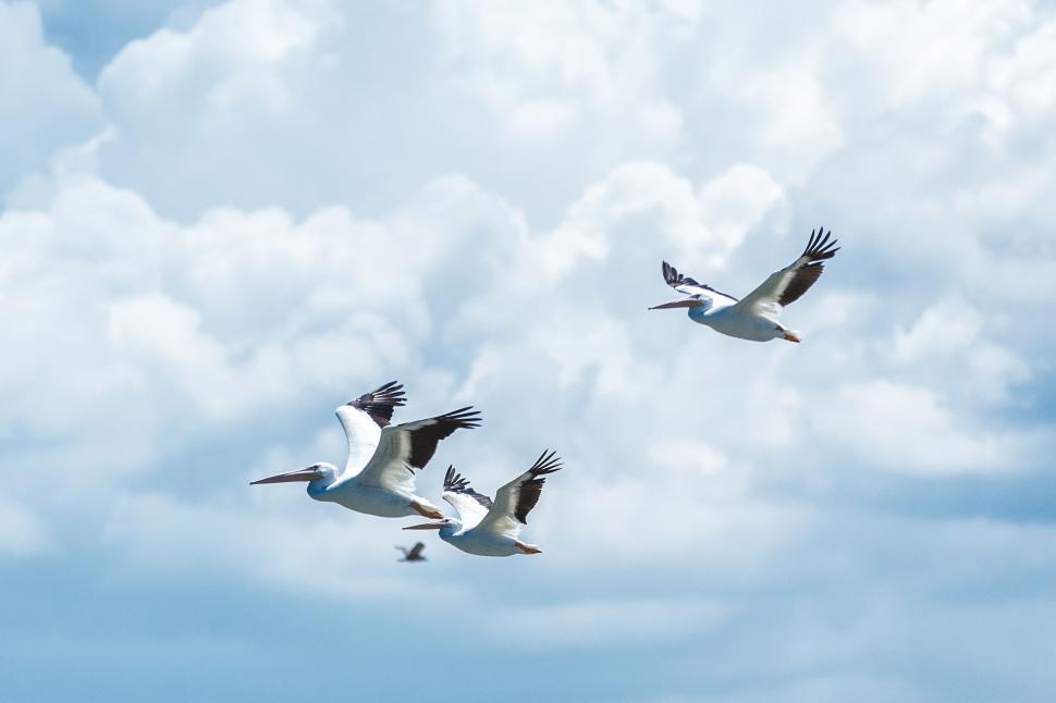 Free Image of Flock of Birds Flying Through Cloudy Blue Sky 