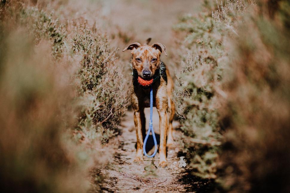 Free Image of Brown Dog Walking Through Tall Grass With Blue Leash. 