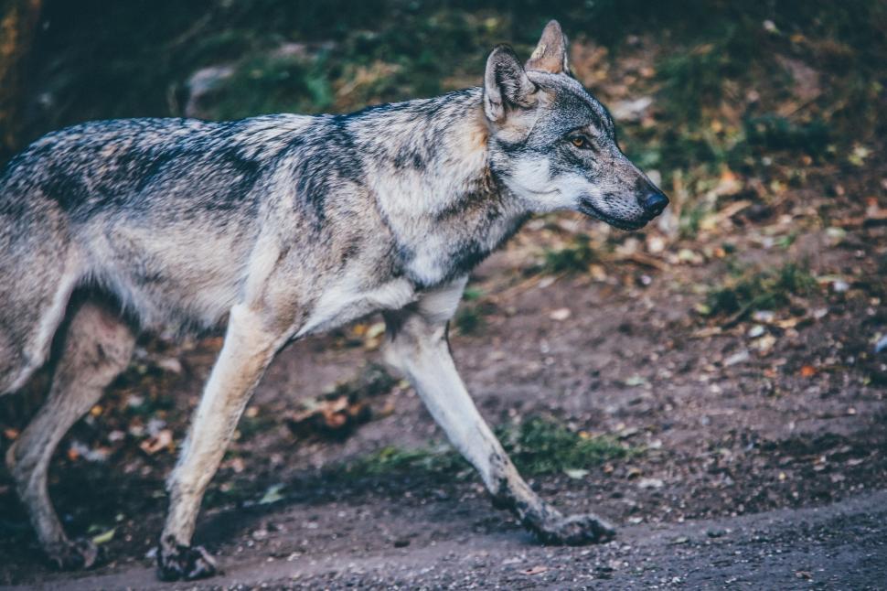 Free Image of Wolf Walking Across Dirt Road Beside Forest 