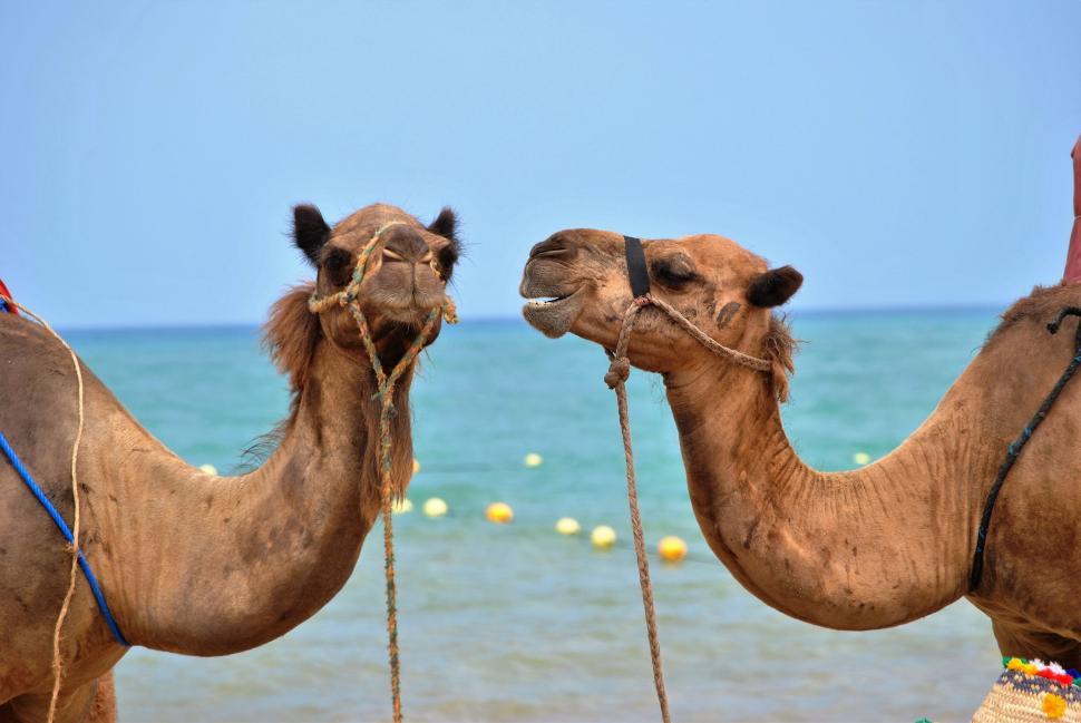 Free Image of Two Camels Standing on a Beach 
