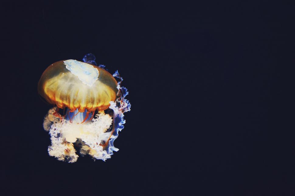 Free Image of Jellyfish Floating in the Water at Night 