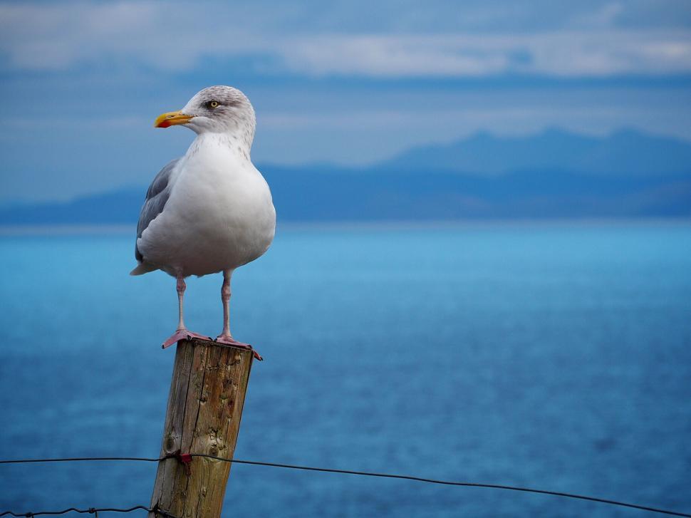 Free Image of Seagull Perched on Wooden Post 