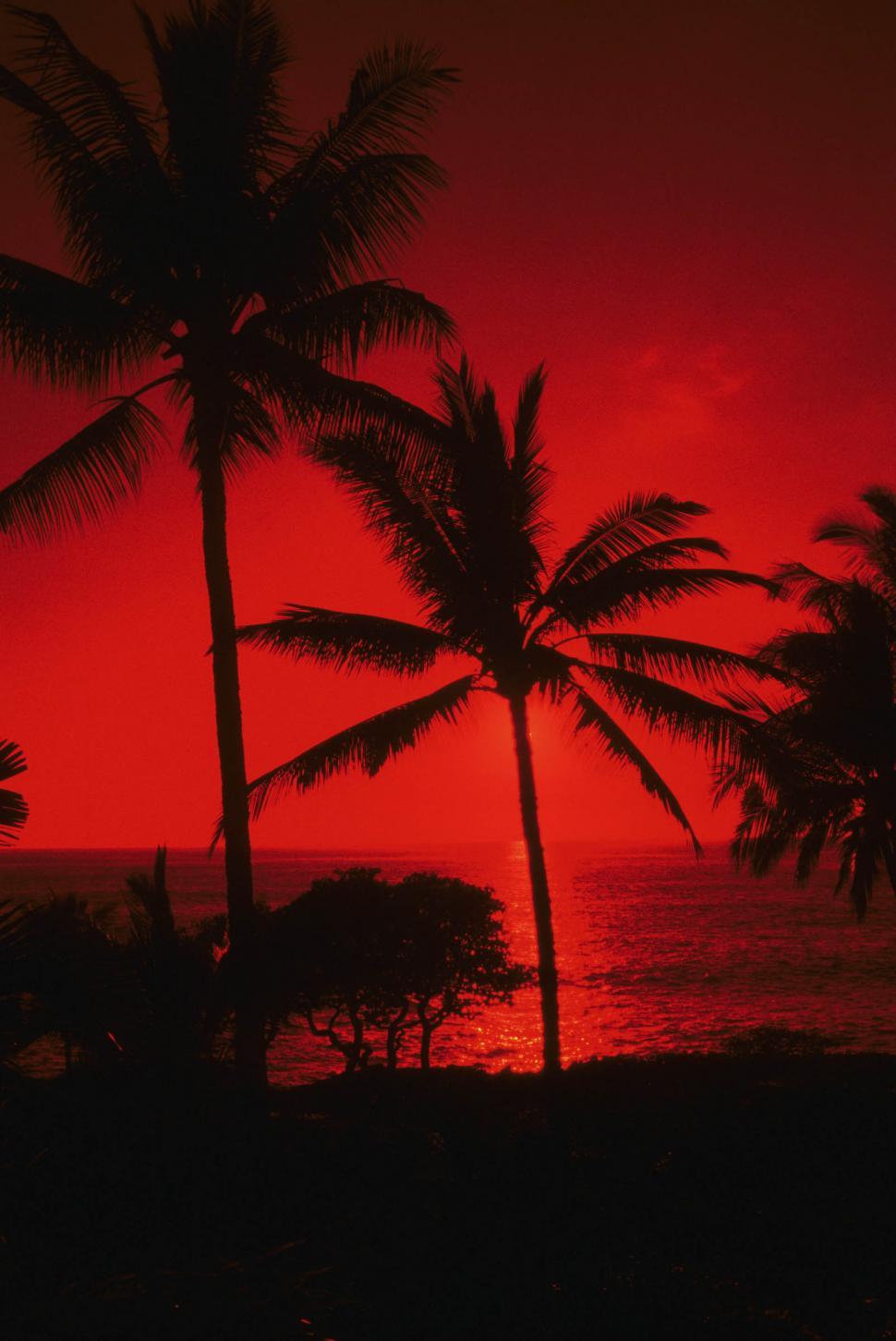 Free Image of palms in hawaii 