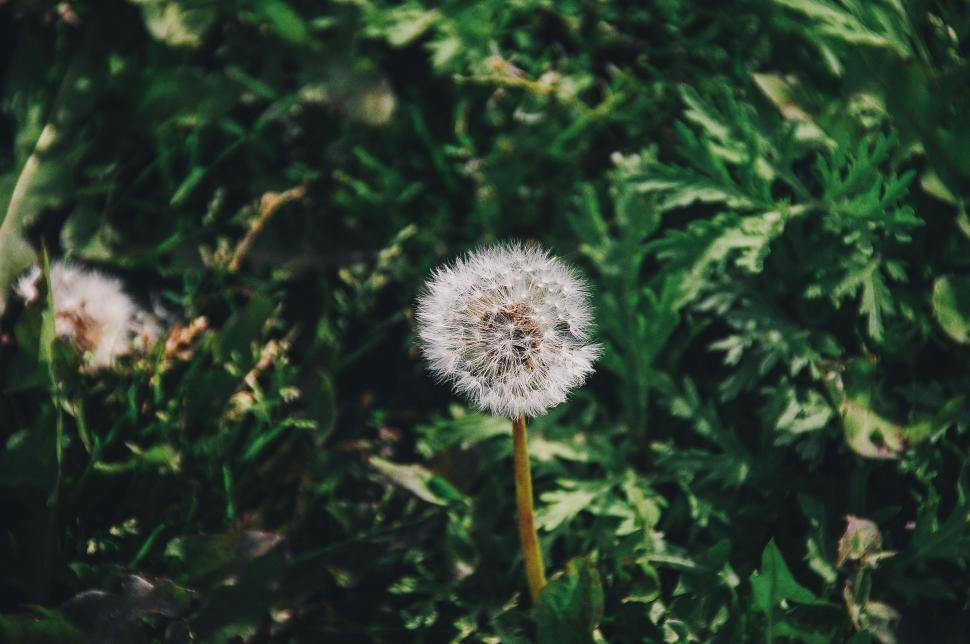 Free Image of Dandelion Standing Amid Field of Grass 