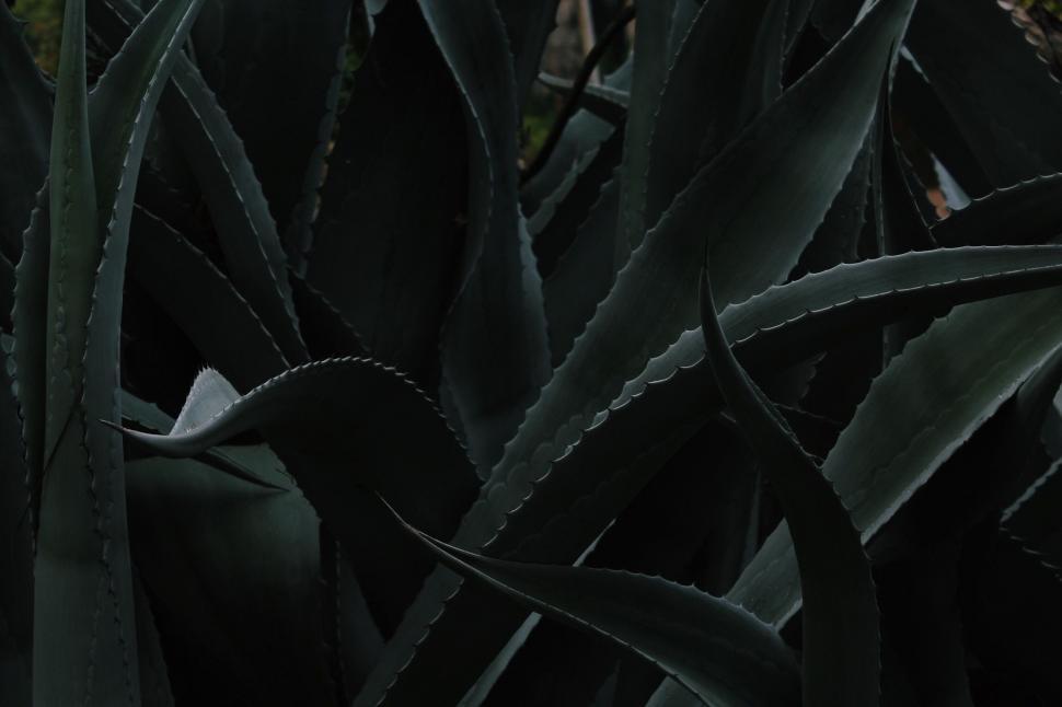 Free Image of Monochrome Photo of a Plant 