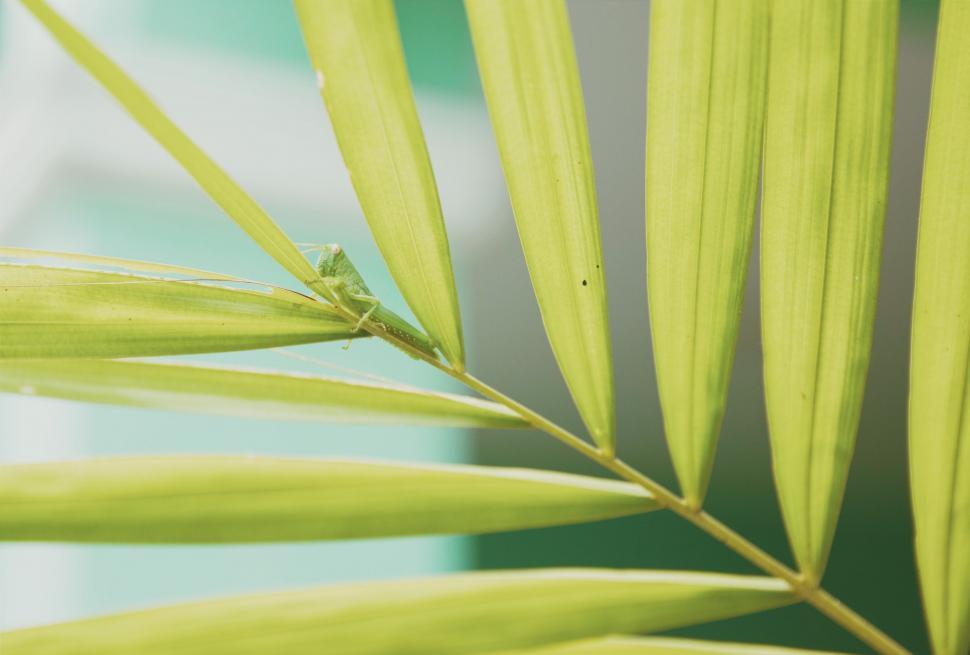 Free Image of Close Up of Green Plant With Blurry Background 