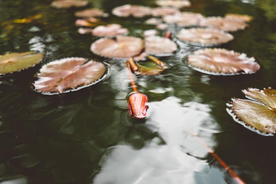 Free Image of Floating Water Lilies in a Pond 