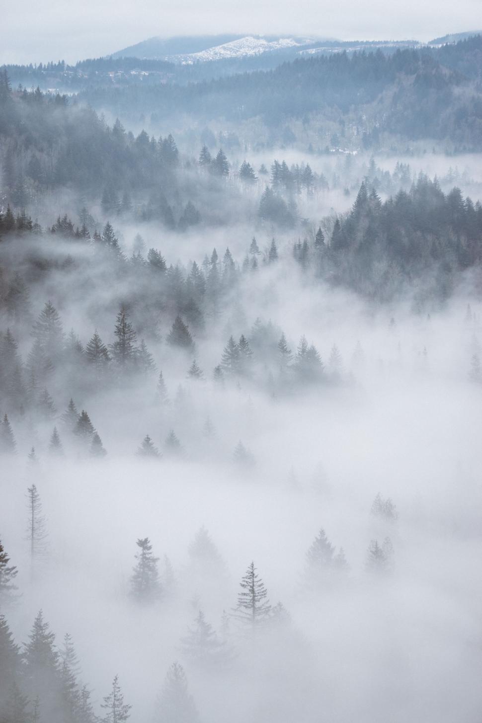 Free Image of Misty Forest Filled With Trees 