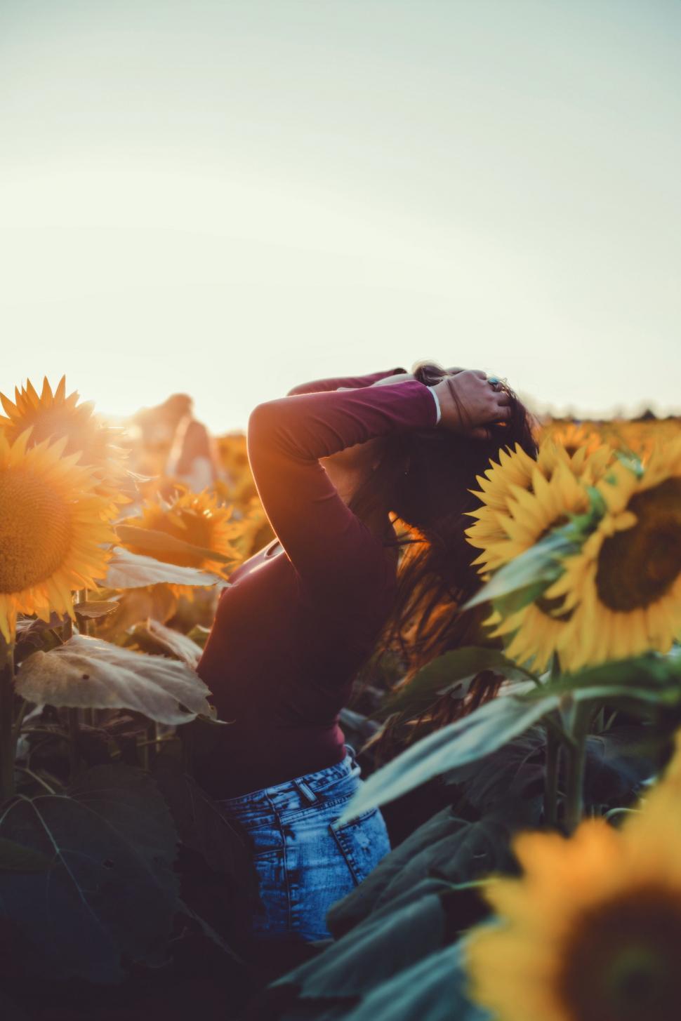 Free Image of Woman Laying in a Field of Sunflowers 