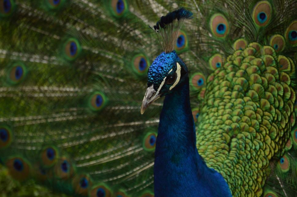 Free Image of Close Up of a Peacock Displaying Open Feathers 