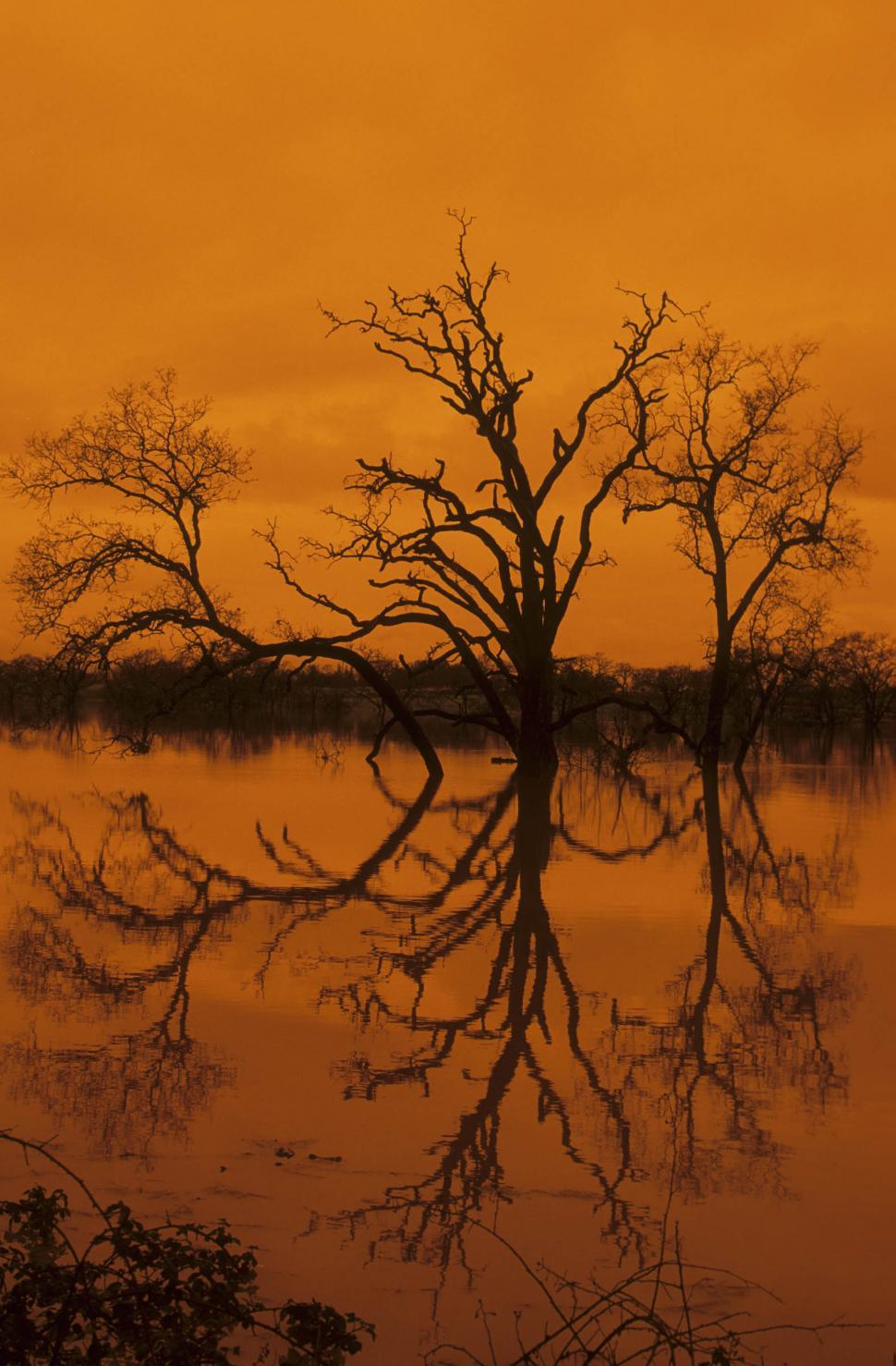 Free Image of dead trees reflected in lake 