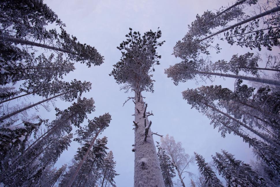 Free Image of A Group of Tall Trees Standing Together 