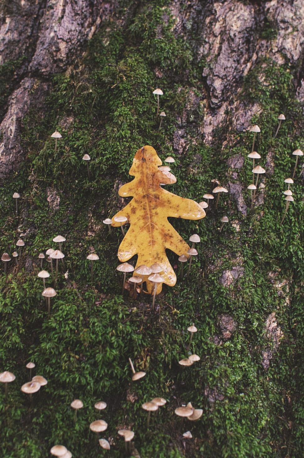 Free Image of Cluster of Mushrooms on Tree Trunk 