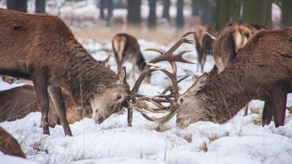 Free Image of Herd of Deer Standing on Snow Covered Field 