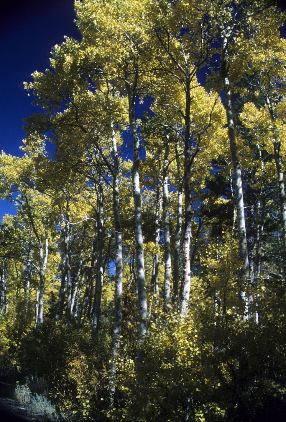 Free Image of aspen trees 