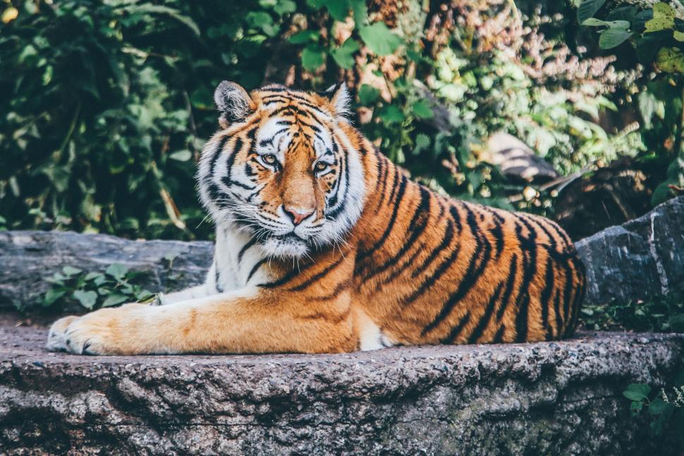 Free Image of Tiger Sitting on Rock in Zoo 