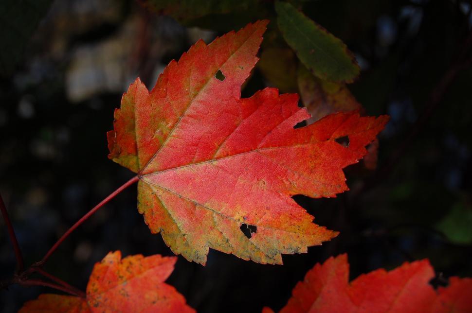 Free Image of Close Up of a Red Leaf on a Tree 