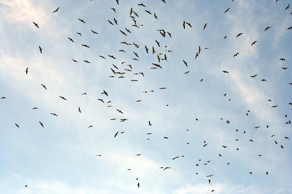 Free Image of Flock of gulls 
