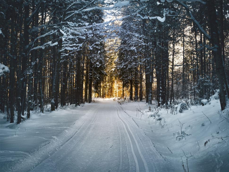 Free Image of Snow Covered Road in a Forest 