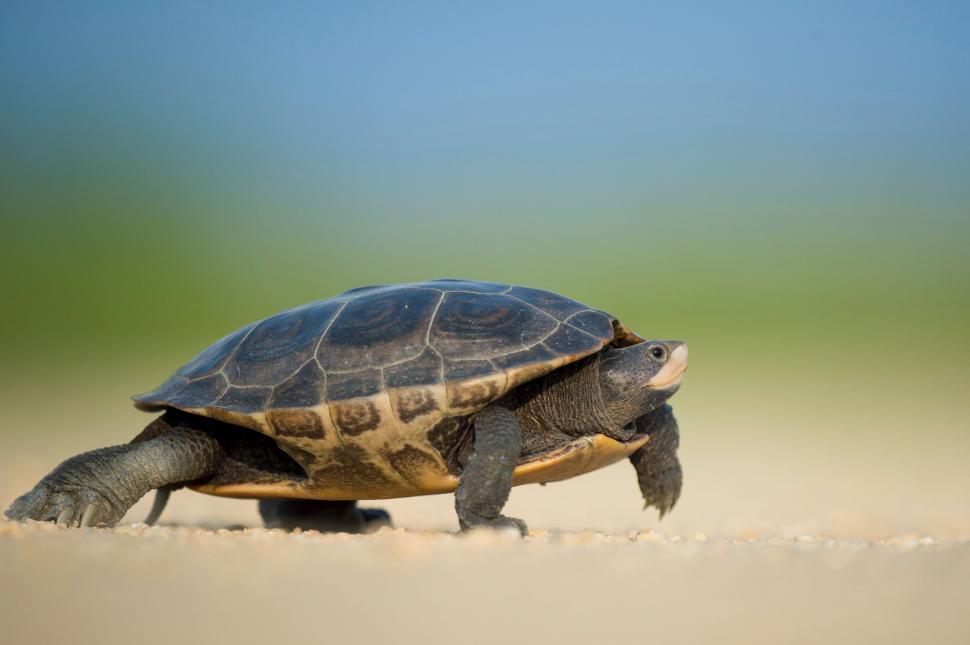 Free Image of Small Turtle Walking Across Sandy Beach 
