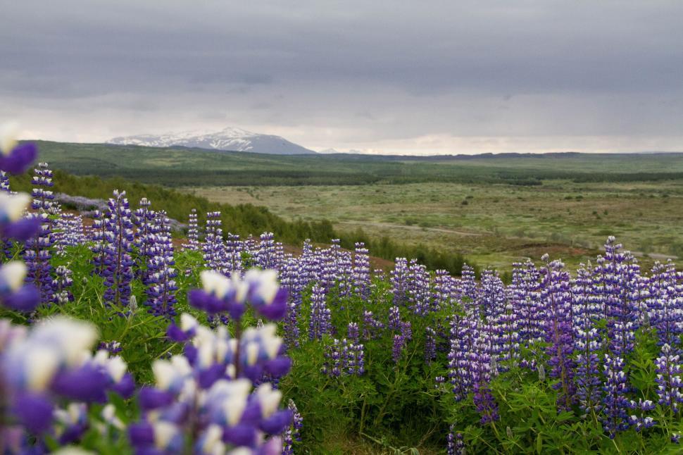 Free Image of Field Filled With Purple and White Flowers 