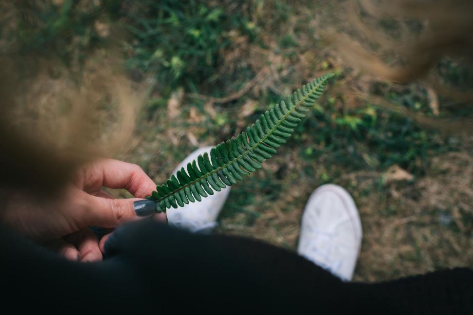 Free Image of Person Holding Green Plant in Hand 