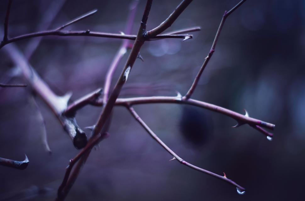 Free Image of Branch With Drops of Water 