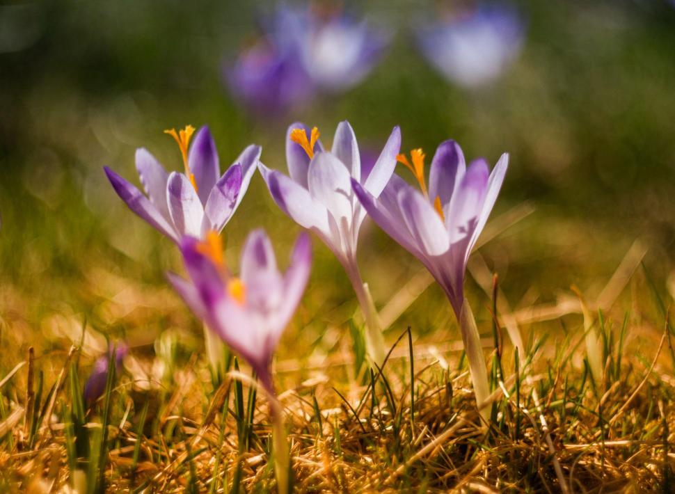 Free Image of Group of Purple Flowers on Grass Field 