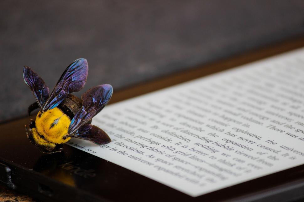 Free Image of Bee on Top of a Book 