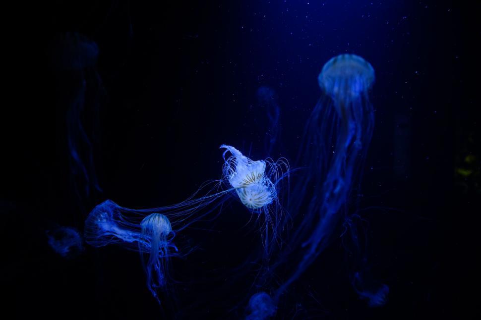 Free Image of Group of Jellyfish Swimming in the Water 