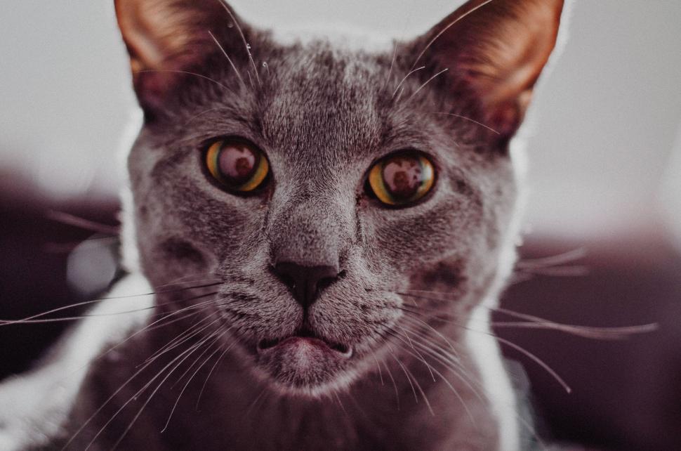 Free Image of Intense Close-Up of Cat Looking at Camera 