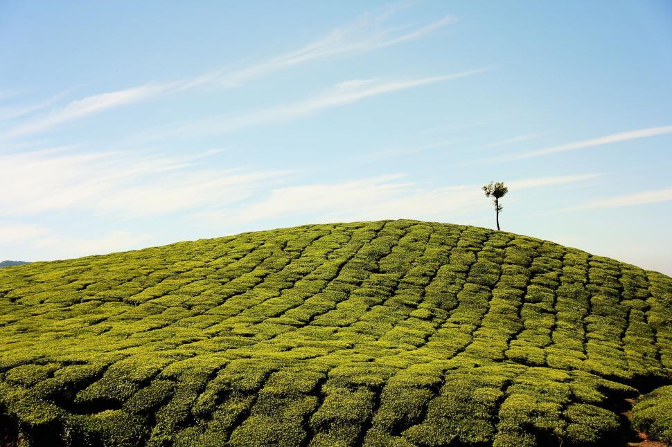 Free Image of Lone Tree on Lush Green Hill 