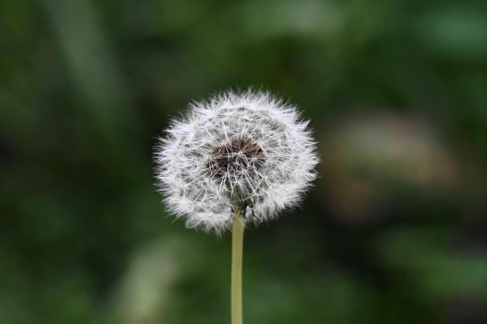 Free Image of Close Up of Dandelion With Blurry Background 